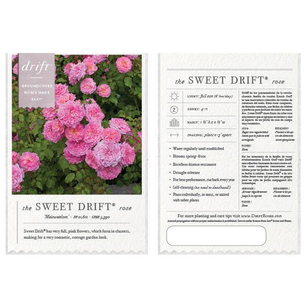 Drift 2 Gal. Sweet Drift Rose Bush with Pink Flowers 19505