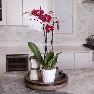 Just Add Ice Premium Orchid (Phalaenopsis) Dark Purple Plant in 5 in. White Ceramic Pottery J5013