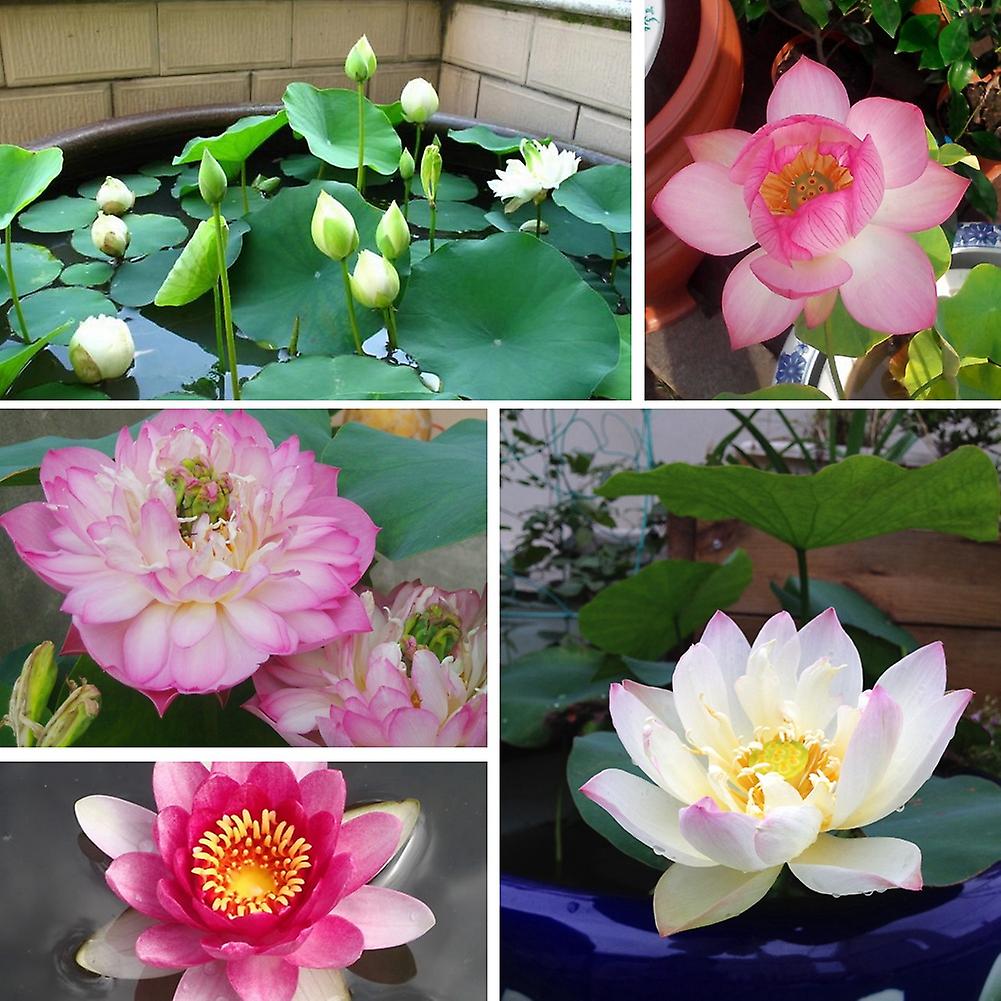 5 Pack Plants Lotus Seeds Lotus Bowl Lotus Flower Water Plant Seeds