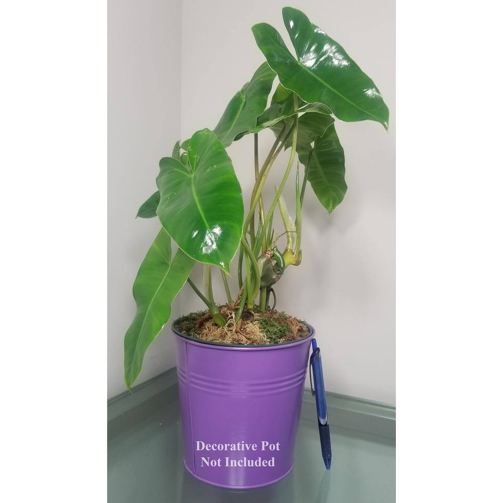 Philodendron Burle Marx Plant in 6 in. Grower Pot BrlMrx006