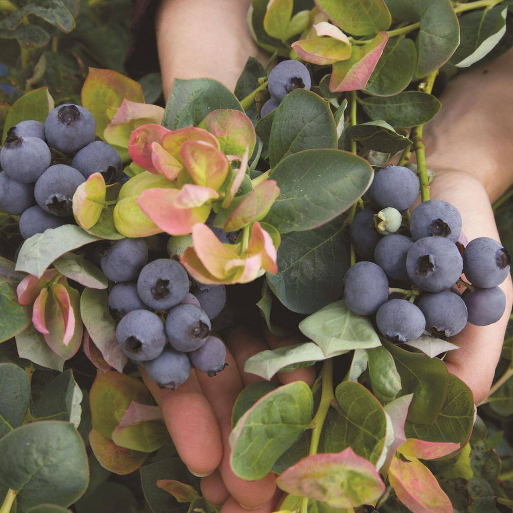 BUSHEL AND BERRY 2 Gal. Bushel and Berry Peach Sorbet Blueberry Live Plant 19572