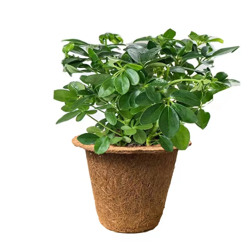 Coconut seedling pot green plant growth pot coconut flower pot manufacturers wholesale