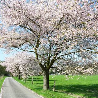 Yoshino Cherry White Flowering Ornamental Tree CHFYOS05G