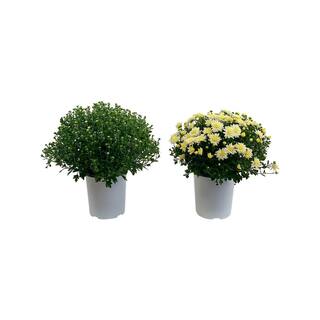 Pure Beauty Farms 2.5 Qt. Mum Chrysanthemum Plant White Flowers in 6.33 In. Grower's Pot (2-Plants) DC1GMUMWHI2