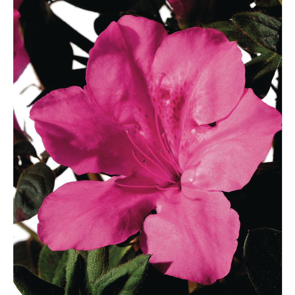 ENCORE AZALEA 1 Gal. Encore Autumn Sangria Azalea Shrub with Neon Pink Reblooming Flowers 10366