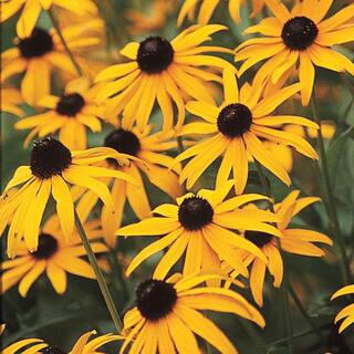 Spring Hill Nurseries 2.5 qt. Black Eyed Susan Goldstrum (Rudbeckia) Live Perennial Plant Yellow and Black Flowers WGreen Foliage (1-Pack) 60796