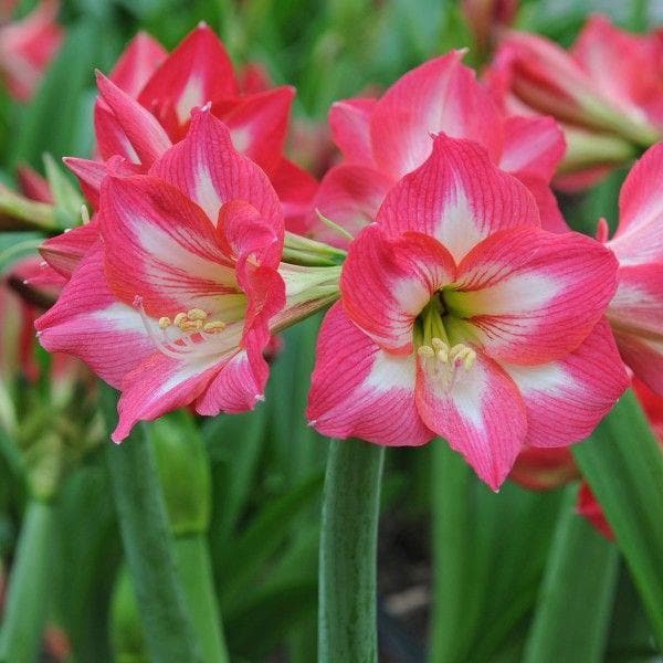 Amaryllis Lily (Any Color) - Plant