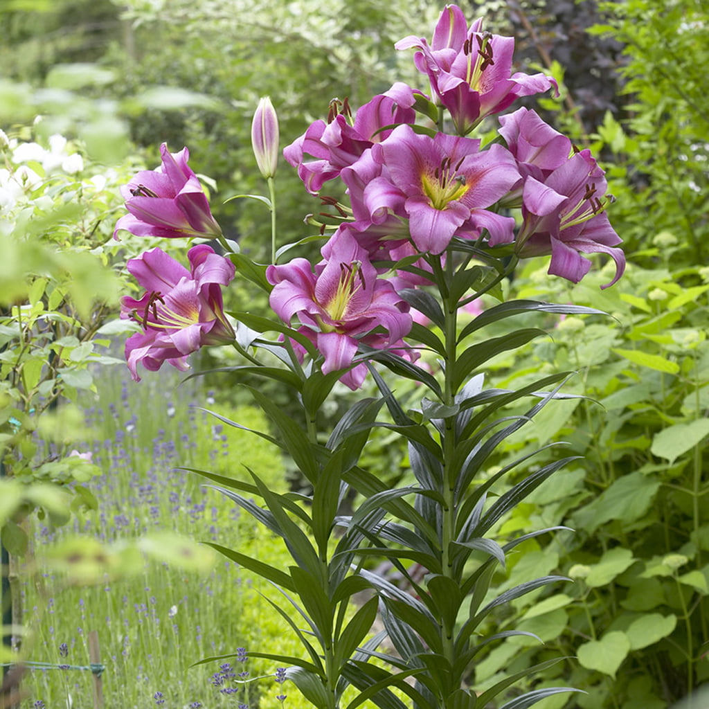 Van Zyverden Lilies Mammoth Tall Lilies Purple Ladies Set of 7 Bulbs Part Sun