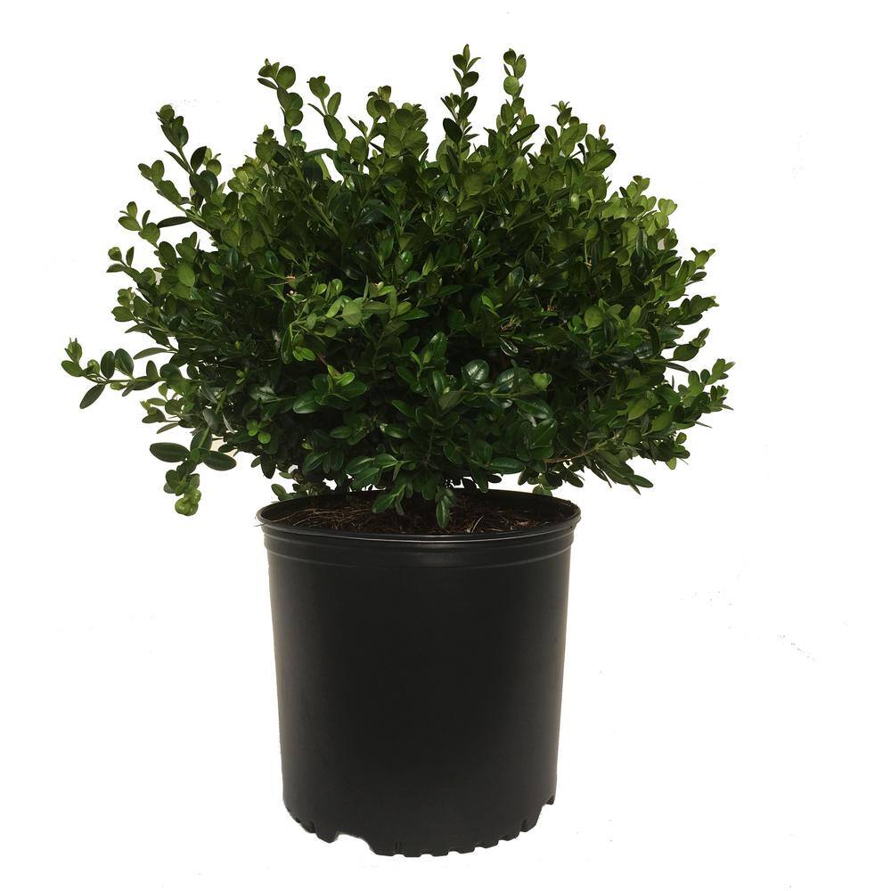 3 Gal. Boxwood (Buxus) Winter Gem Shrub 12840