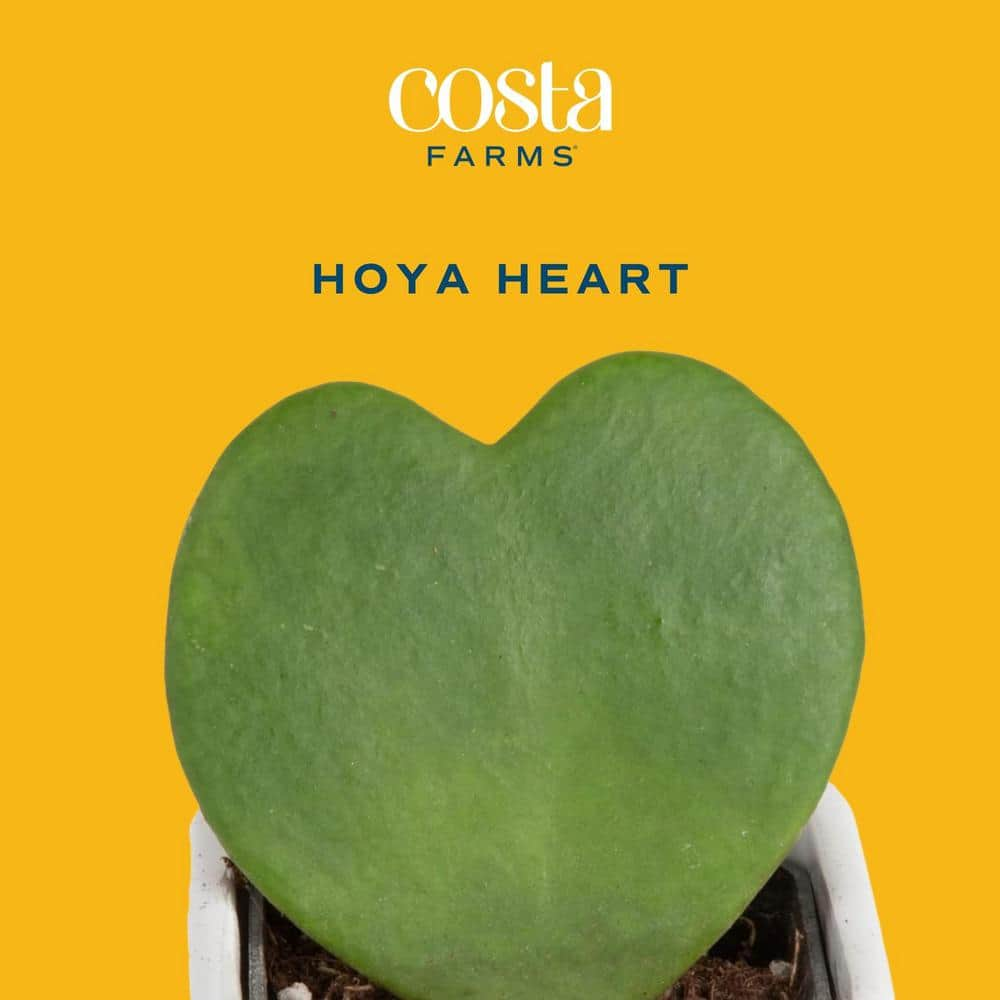 Costa Farms Hoya Kerrii Heartshaped Indoor Plant in 2.5 in. Grower Pot Avg. Shipping Height 5 in. Tall (3-Pack) 2.5HOYAGP3PK