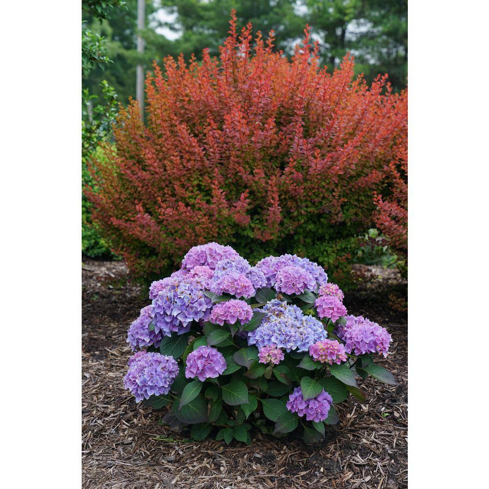 PROVEN WINNERS 2 Gal. Let's Dance Rhythmic Blue Hydrangea Shrub with Blue and Pink Flowers 14439