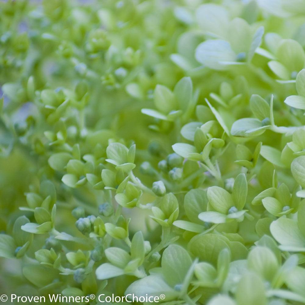 Little Lime® Hydrangea Shrub