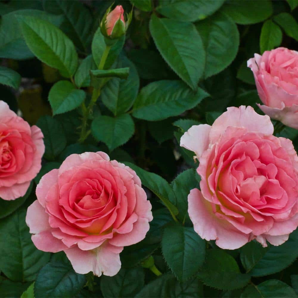 My Bouquet 2 Gal. Julie Andrews Rose with Pink Flowers 17430