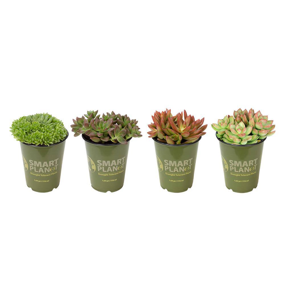 SMART PLANET 1 Qt. Assorted Succulent Plants Collection (4-Pack) 0880071