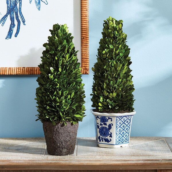 Boxwood Cone Topiary DropIn 16