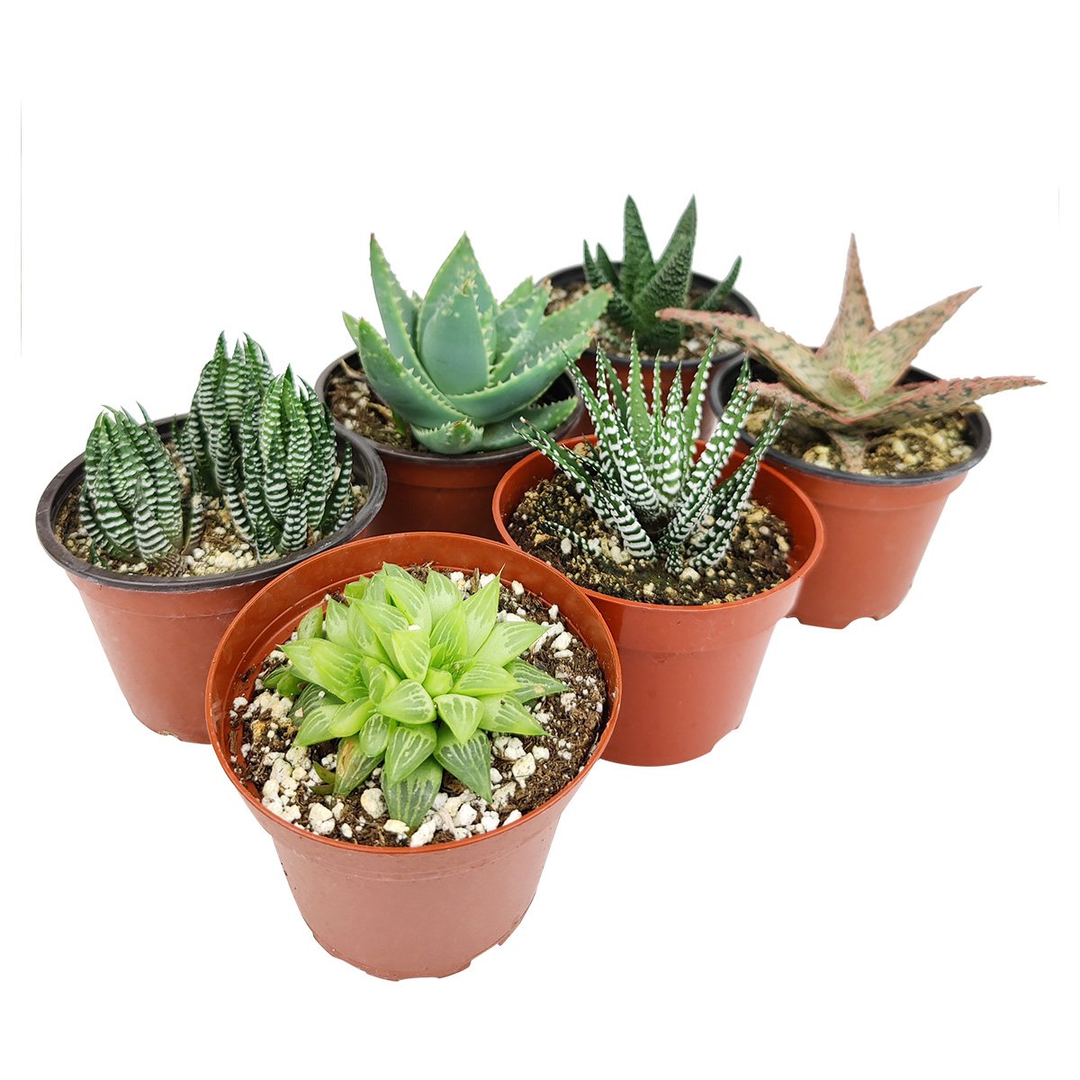 Haworthia/ Aloe/ Agave/ Gasteria Succulent 4