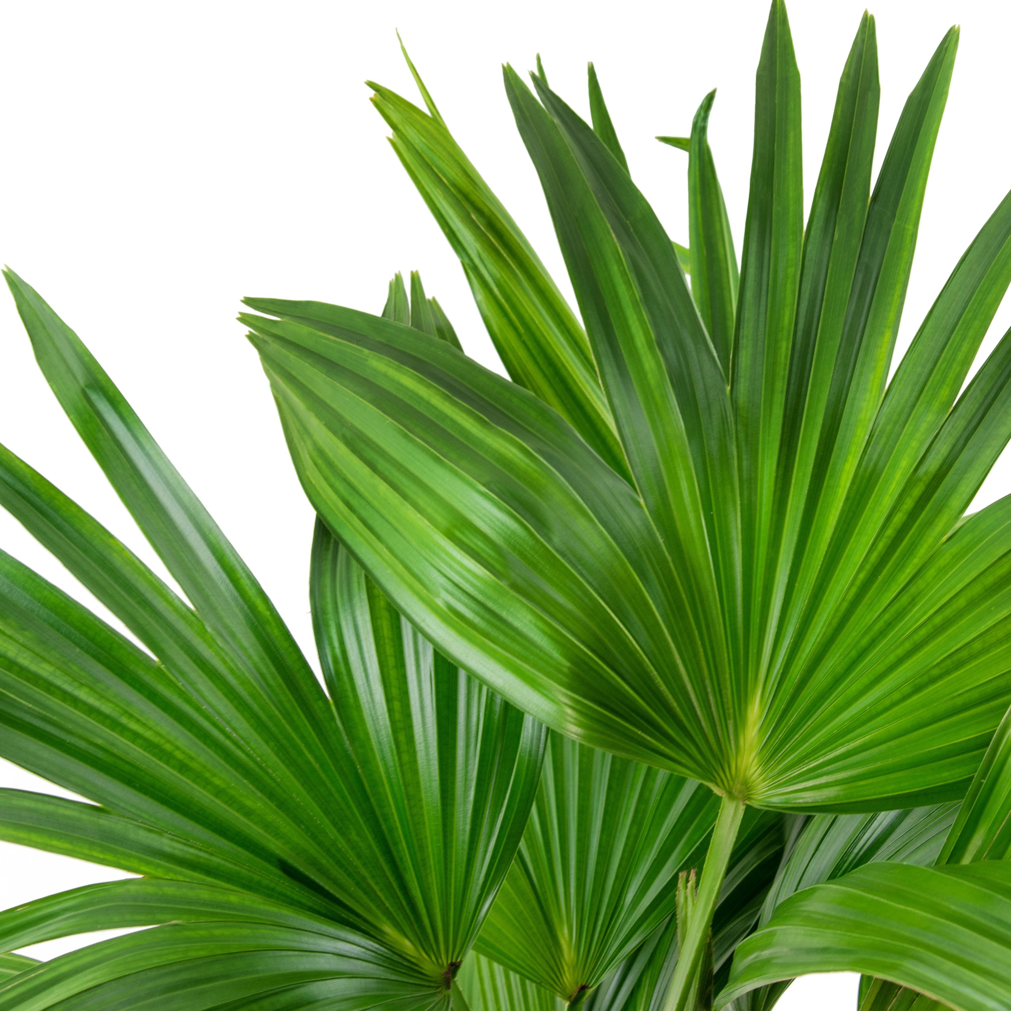 10 In Chinese Fan Palm