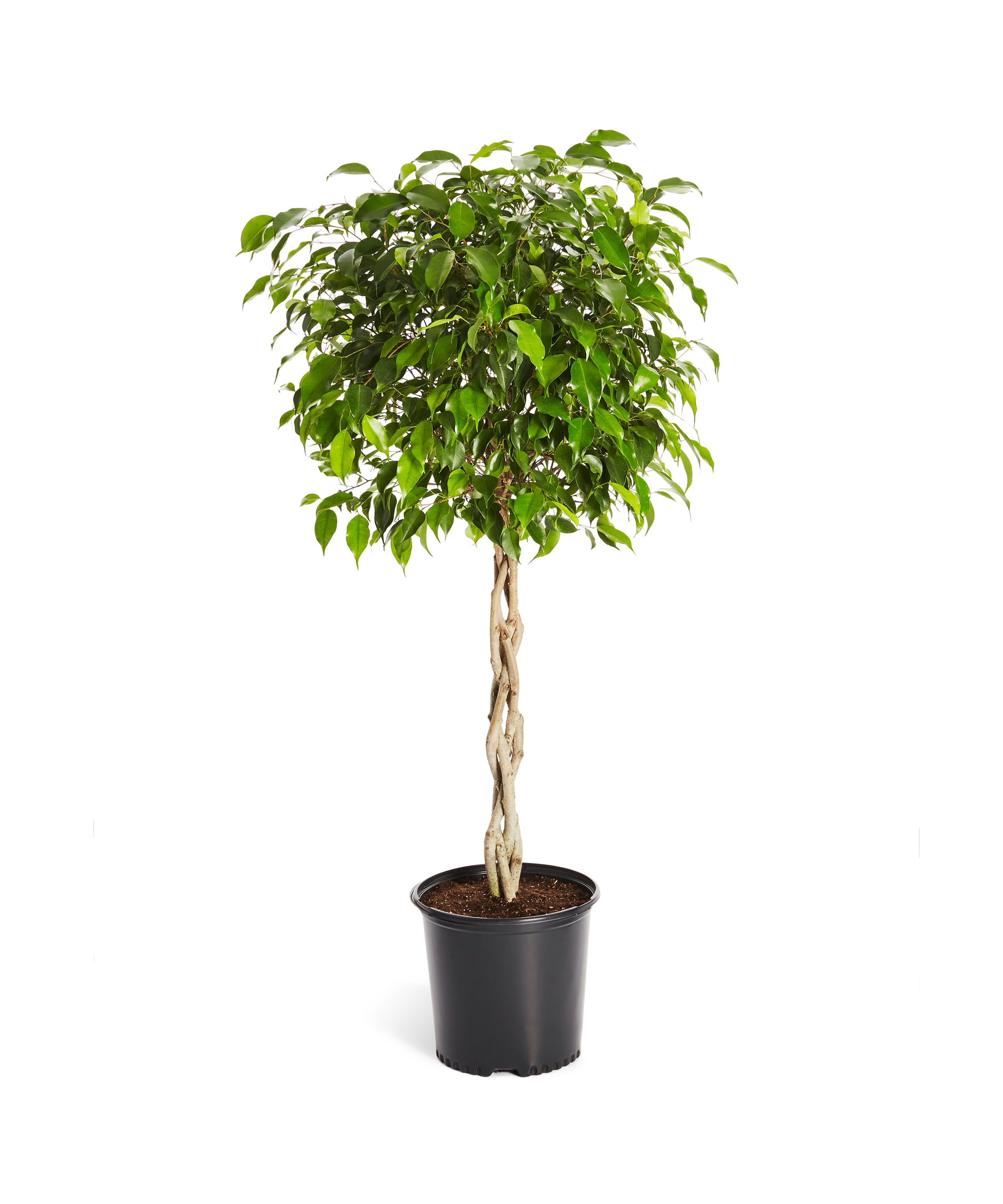 Benjamina Ficus Tree - Popular Indoor Houseplant - Cannot Ship to AZ