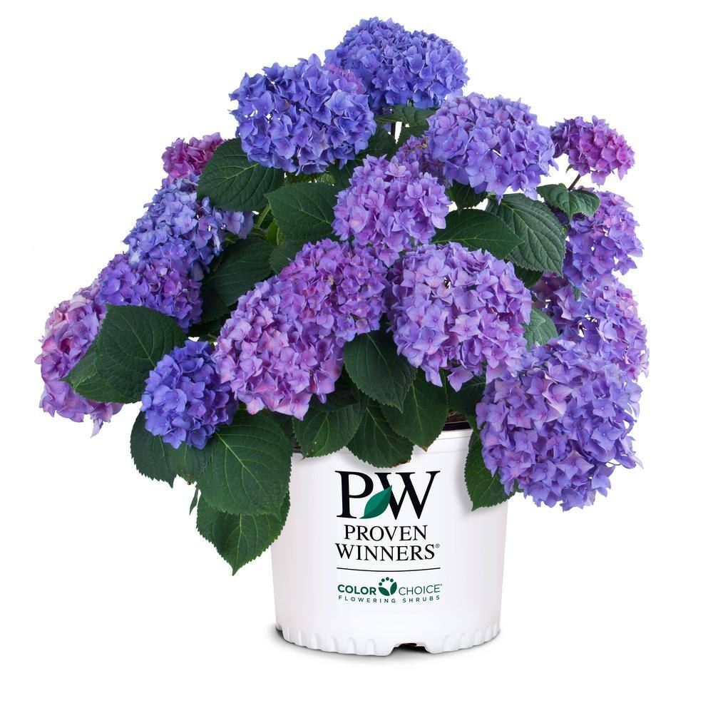 PROVEN WINNERS 2 Gal. Let's Dance Rhythmic Blue Hydrangea Shrub with Blue and Pink Flowers 14439