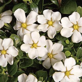 SOUTHERN LIVING 2 Gal. Scent Amazing Gardenia Shrub with White Flowers 14421