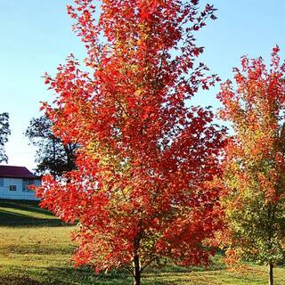 7 Gal. Autumn Blaze Maple Shade Tree MAPABL07G