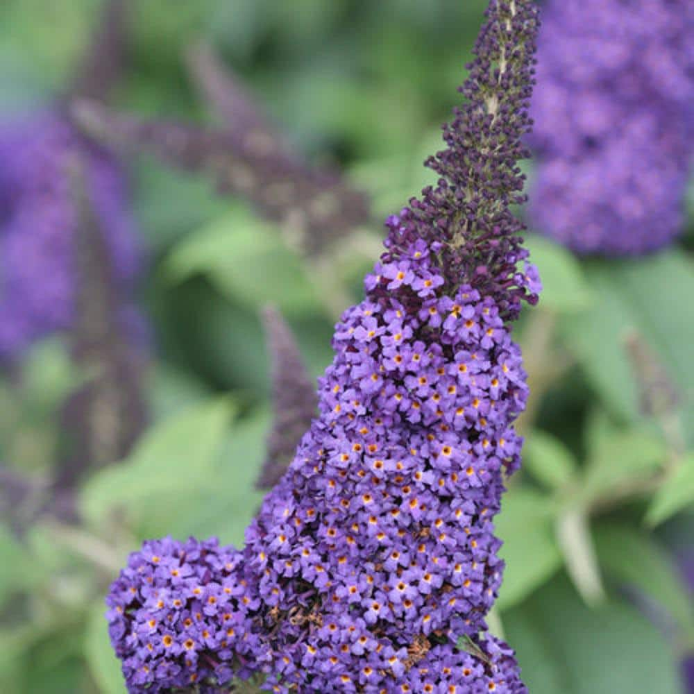 PROVEN WINNERS 3 Gal. Pugster Blue Butterfly Bush (Buddleia) Live Flowering Shrub with True-Blue Flowers PWBUD3PBL1PK