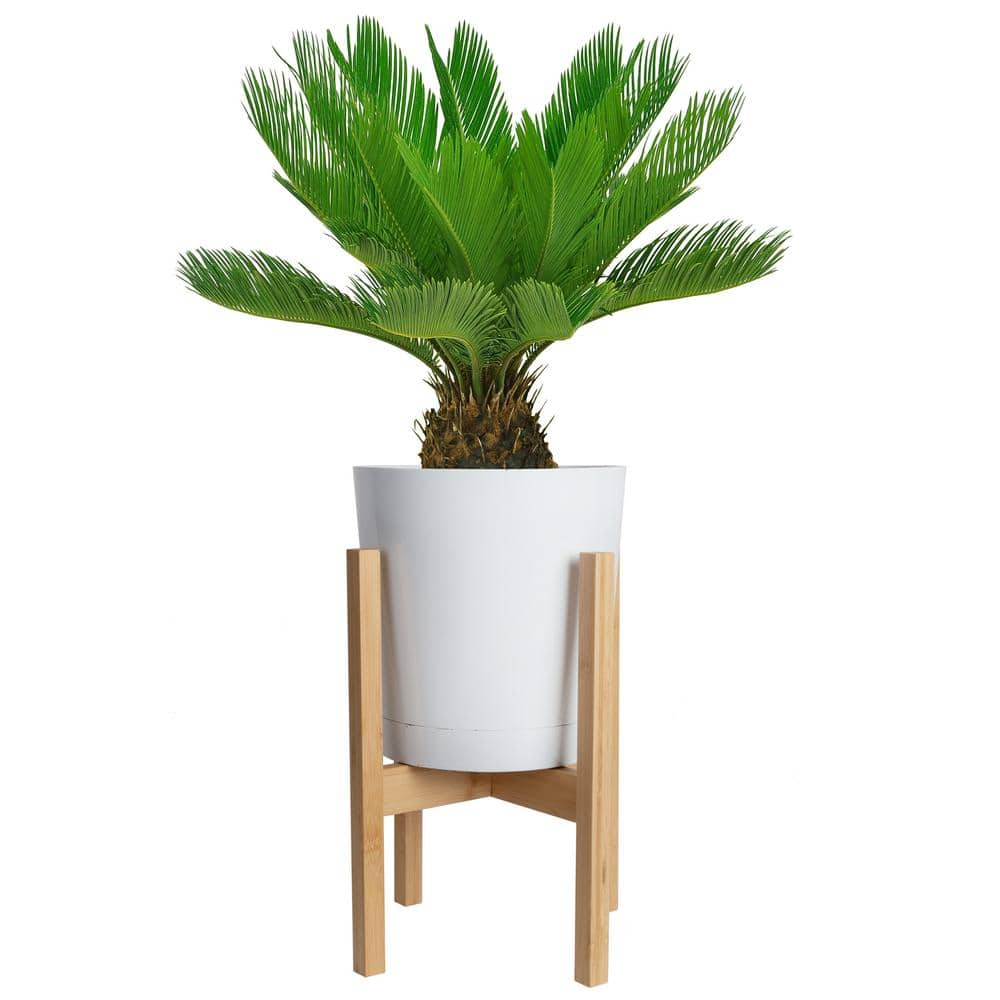 Costa Farms Sago Palm Indoor Plant in 10 in. White Décor Pot Avg. Shipping Height 2-3 ft. Tall CO.RV10.3.CYL