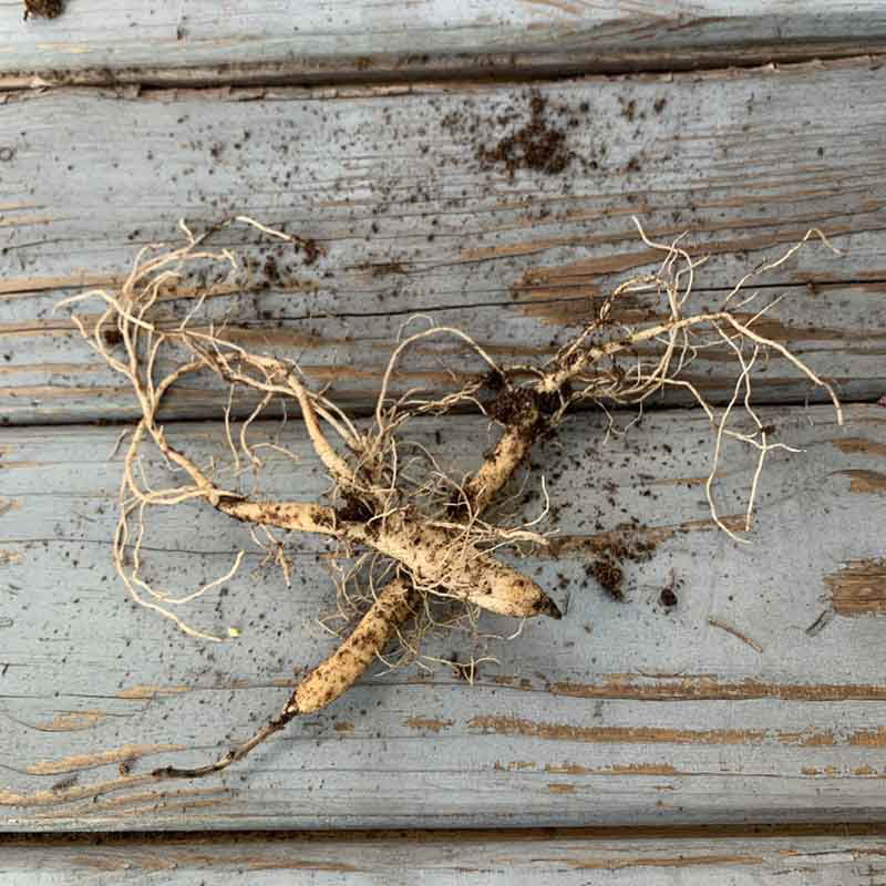 Butterfly Milkweed Roots - Asclepias tuberosa - 4 Bulbs， Orange， Attracts Pollinators， Attracts Hummingbirds， Deer Resistant