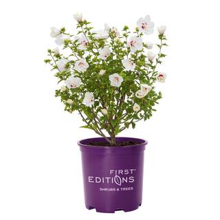 FIRST EDITIONS 2 Gal. Bali Hibiscus Flowering Shrub with Semi-Double White Flowers 14471