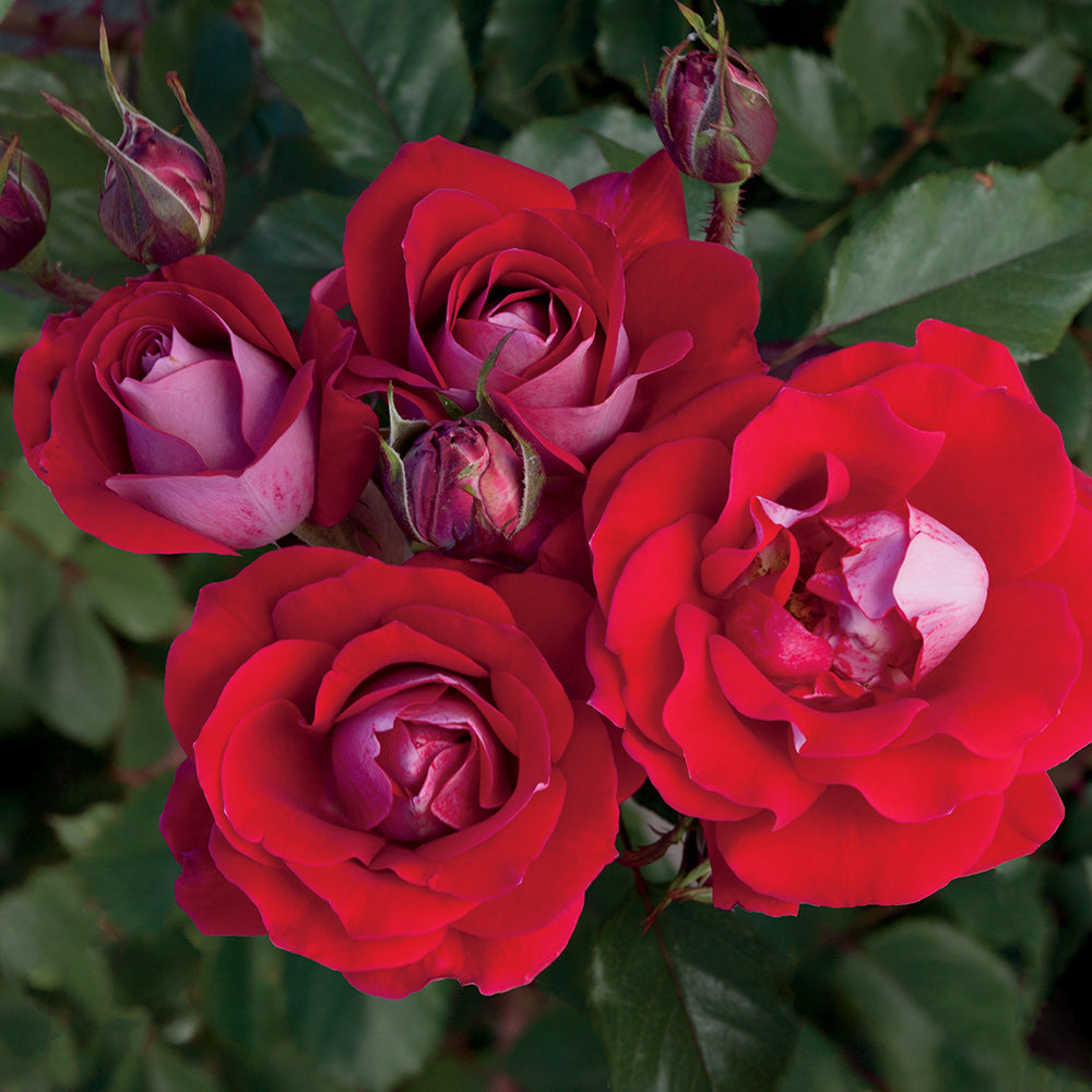 Heirloom Roses Red Rose Bush - The Take It Easy Shrub Plant ， Live Plants For Outdoors ， Own Root Bushes For Planting ， One Gallon Potted Outdoor Flowers