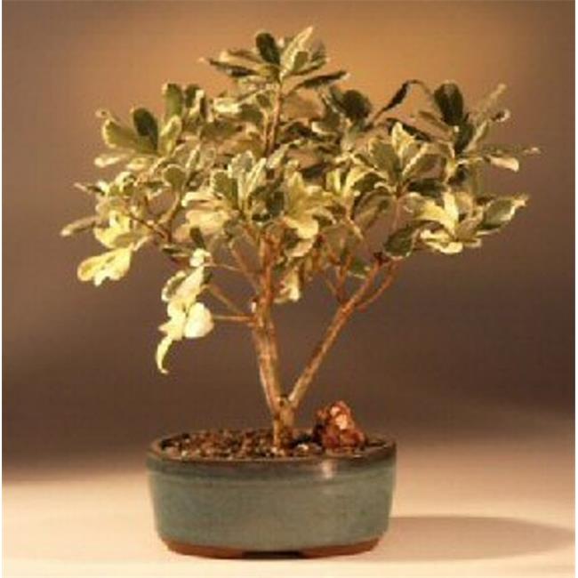 Bonsai Boy of New York e2102 Pittosporum Tobira Variegata Flowering Japanese Mock Orange Bonsai Tree