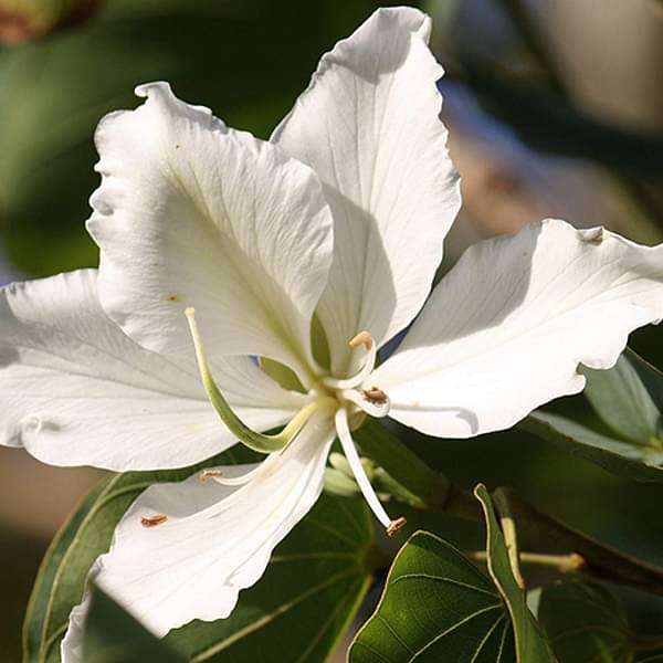 Bauhinia orchid lily (White) - Plant