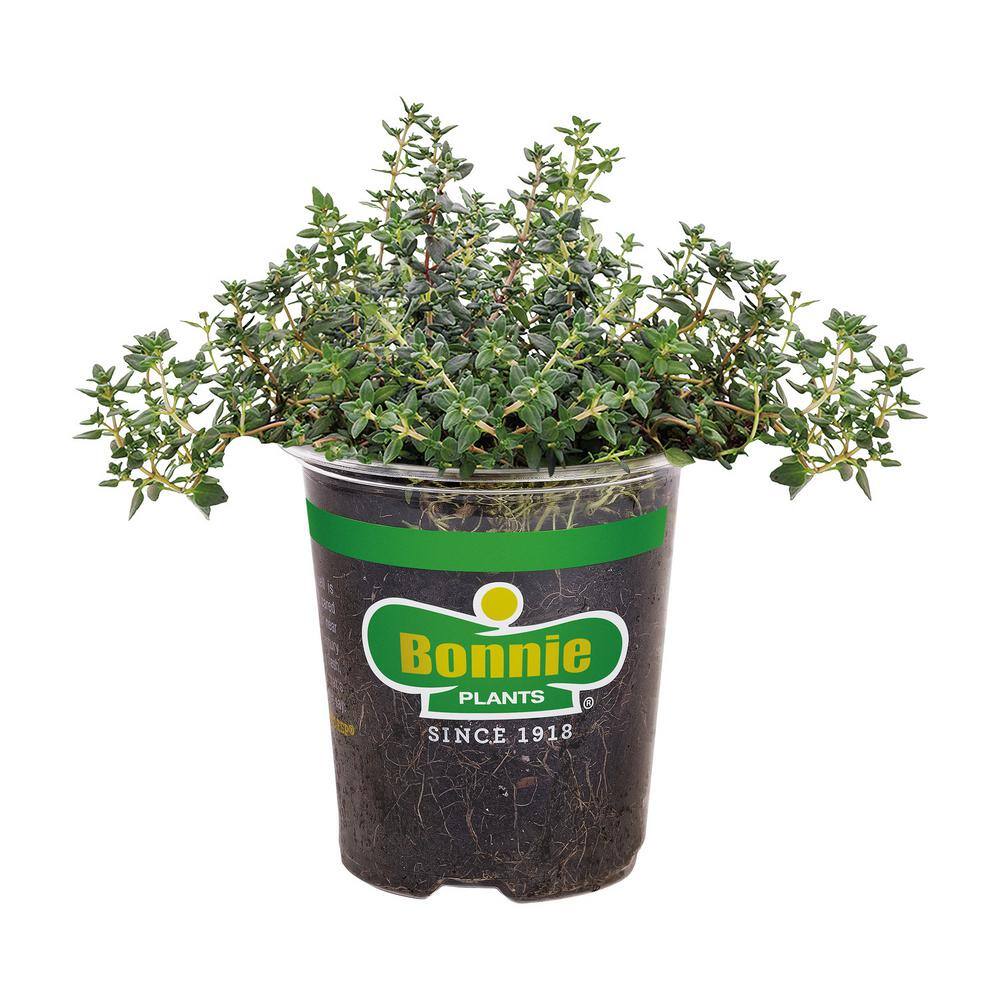 Bonnie Plants 19 oz. German Thyme Herb Plant 5115