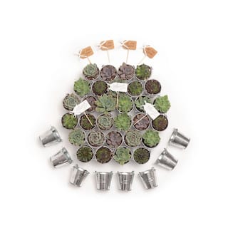 The Succulent Source 2 in. Wedding Event Rosette Succulents Plant with Tin Metal Pails and Let Love Grow Tags (60-Pack) 2-R-T-LLG-60