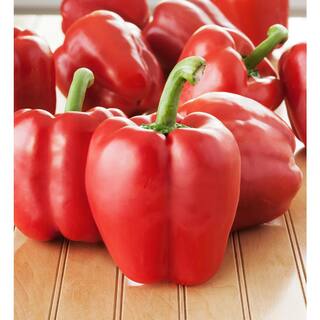 Bonnie Plants 19 oz. Sweet Red Bell Pepper Vegetable Plant 2101