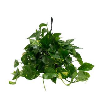 Costa Farms 10 in. Pothos Plant in Hanging Basket L-EPI-G-HGP-01