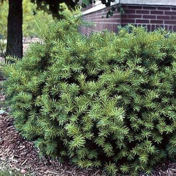 Online Orchards 1 Gal. Dense Spreading Yew Shrub this Classic Massive Shrub can Now be Used as a Small Specimen Plant EGYW002