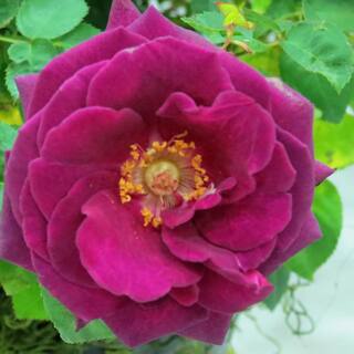 Vigoro 2 Gal. Echo Brindabella Roses Purple Prince Plant with Fragrant Double Purple Flowers 11572