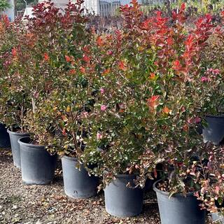 Alder  Oak #5 container 'Red Rocket' Crape Myrtle Tree LARM05