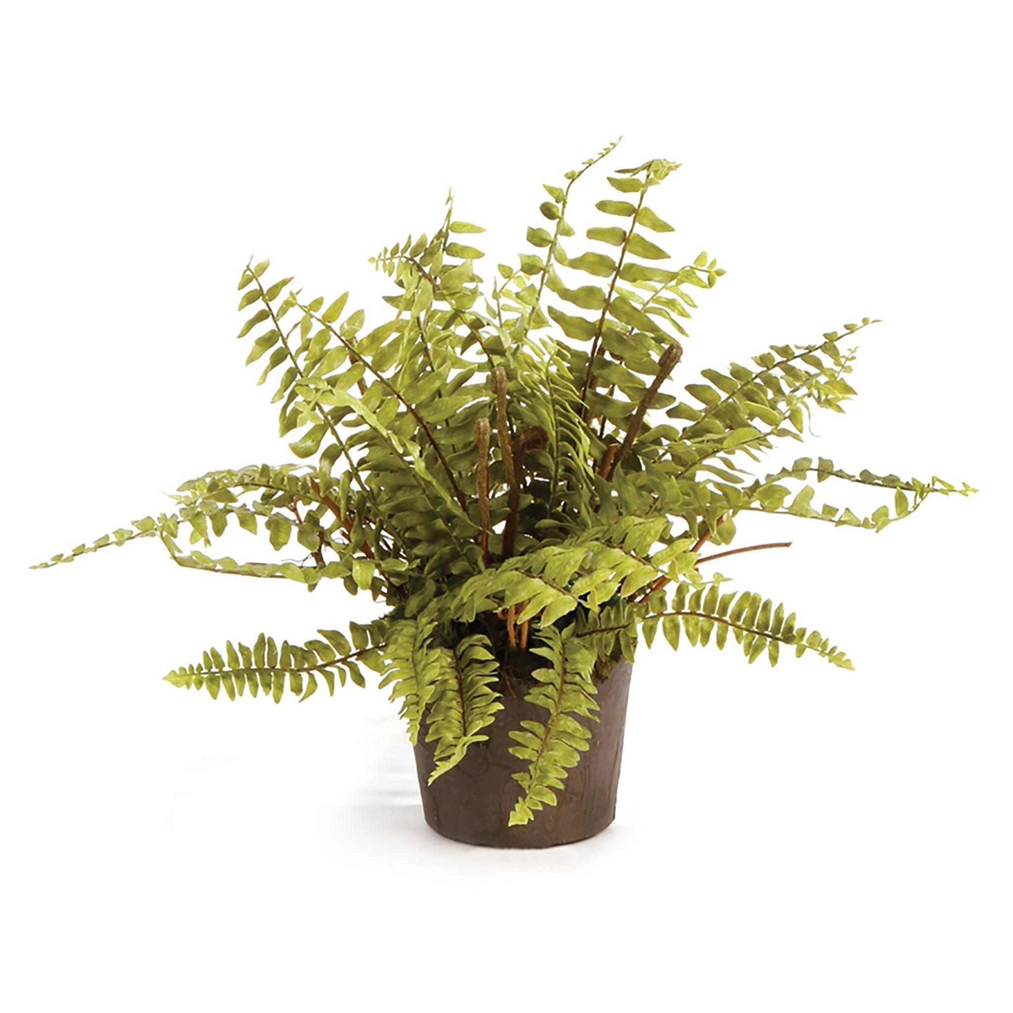 Boston Fern Drop-In 12