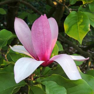 national PLANT NETWORK 2G Magnoiia Galaxy Tree in Grower Container (1-Piece) HD1440
