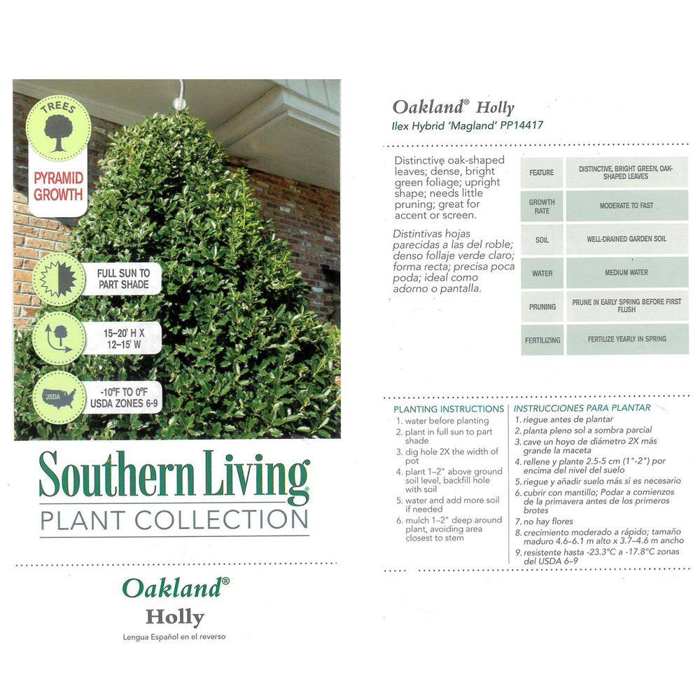 Baucom's 7 Gal. Oakland Holly Shrub with Bright Green Foliage 15833