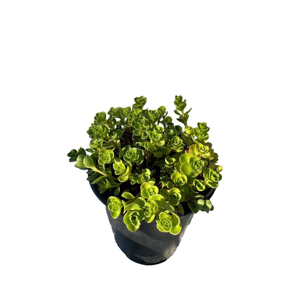 Zeus  Ruta Live Sedum John Creech Stonecrop in Separate in Pots Pet-Safe (1-Pack) BG-33