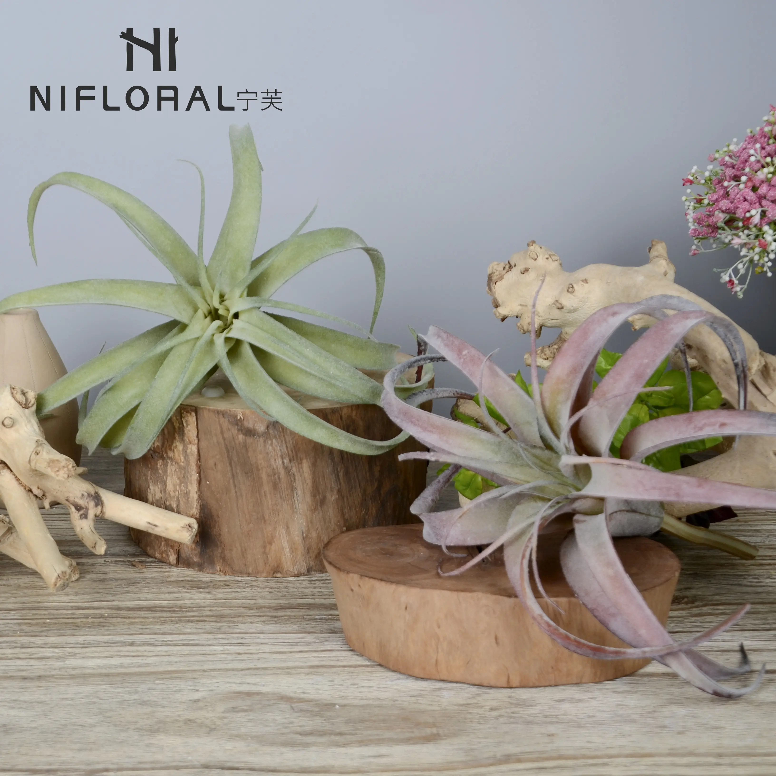 Top selling wholesale cheap price air plants succulent indoor garden greenery air plant