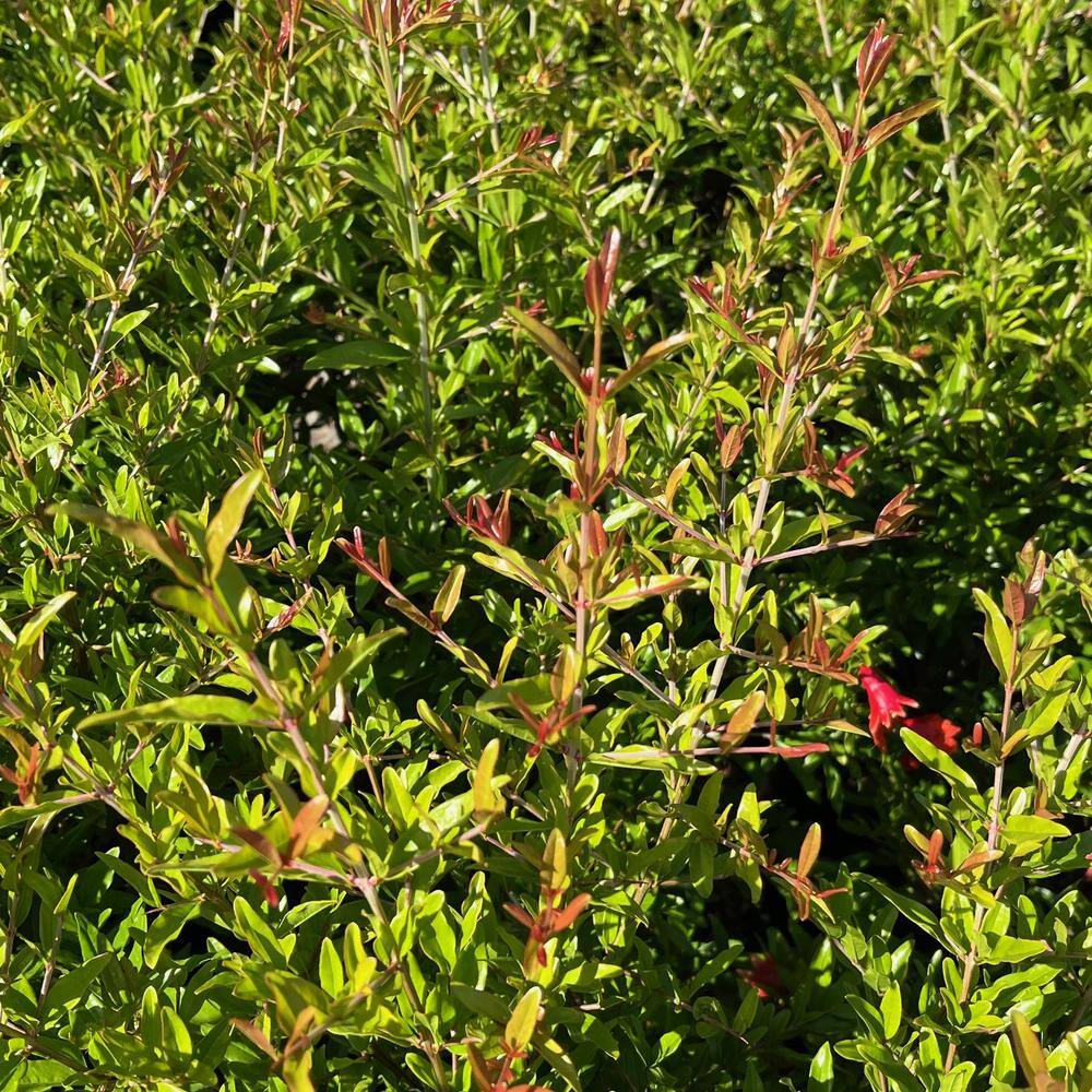 Alder  Oak #5 Container Sweet Pomegranate Deciduous Tree PUSW05
