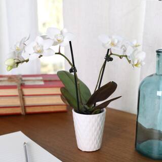 Just Add Ice Orchid (Phalaenopsis) Mini White with Yellow Throat Plant in 2-12 in. White Ceramic Pottery J5001