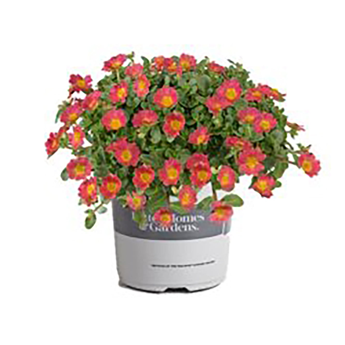 Better Homes and Gardens 1 Quart Purslane Pazazz Nano， Multicolors， Annual， Live Plant (4 Count Pack)