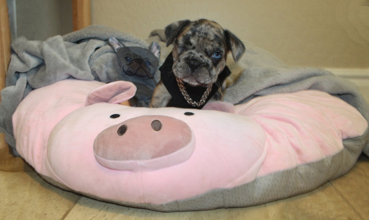 Piggy Poo and Crew Pig Pillow