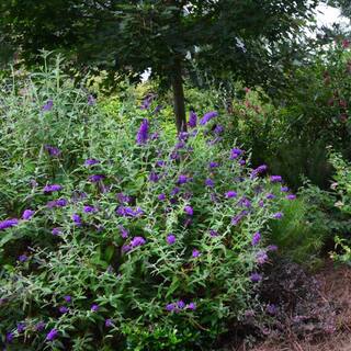 1 Gal. First Editions Delta Blues Vitex Shrub with Purple Flowers VITDEL01G