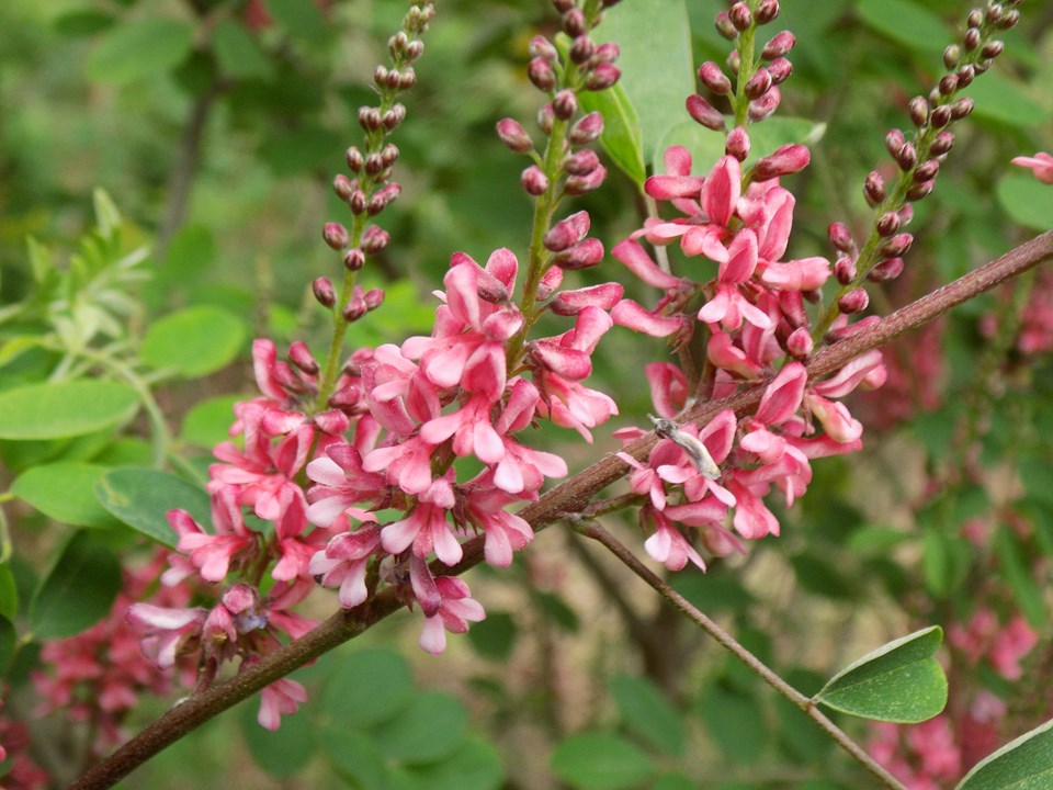 Indigofera Amblyantha